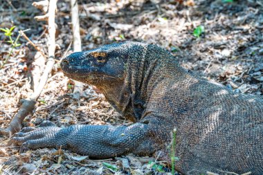 Vahşi Komodo ejderhası Loh Liang Ulusal Parkı 'nın ormanlarında sakince yatıyor..