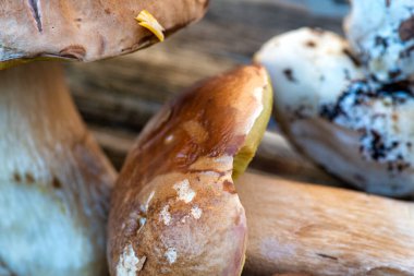 Pişirmeye hazır plastik bir kapta taze toplanmış porcini mantarları..