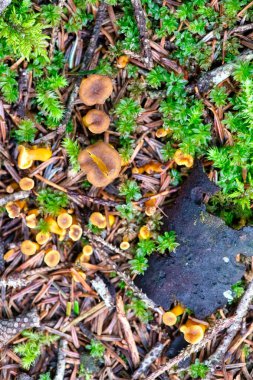 Ormanda taze chanterelle mantarları. Yosun ve düşmüş dalların arasında..