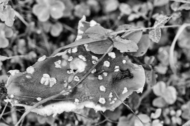 Güzel kırmızı ve beyaz mantar yosun ve dallar arasında orman toprağından çıkıyor..
