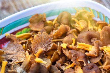 Taze toplanmış mantarlar plastik tepside pişirilmeye hazır..