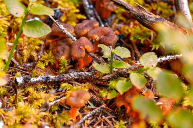 Ormanda taze chanterelle mantarları. Yosun ve düşmüş dalların arasında..