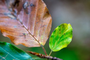 Sonbahar orman zemininde yeşil ve kahverengi yaprakların karışımı doğal doku oluşturur..