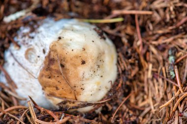 Genç boletus mantarı çimler ve doğal orman ışığı arasında orman zemininden çıkıyor..