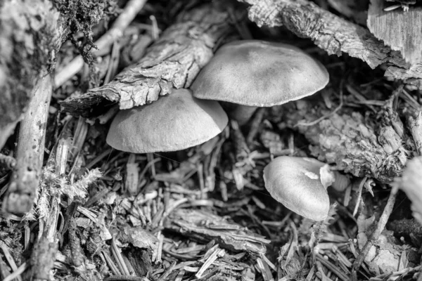 Ormanda taze chanterelle mantarları. Yosun ve düşmüş dalların arasında..