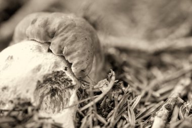 Genç boletus mantarı çimler ve doğal orman ışığı arasında orman zemininden çıkıyor..