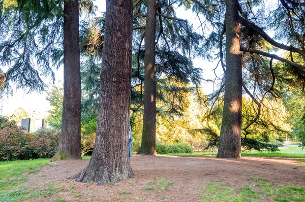 Träden i Parco Sempione i Milano, Italien — Stockfoto