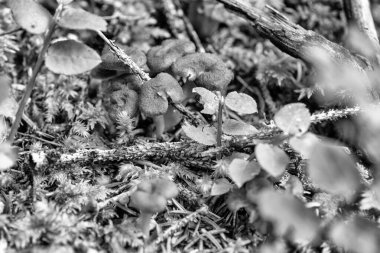 Ormanda taze chanterelle mantarları. Yosun ve düşmüş dalların arasında..