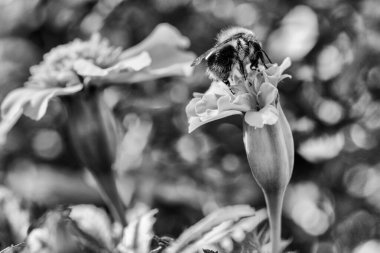Güneşli bahçe makro fotoğrafçılığında canlı turuncu çiçekten nektar toplayan arı..