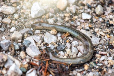 Küçük orman yılanı yerde sürünüyor kuru yaprakların ve doğal ışıkta yosunların arasında..