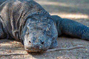 Komodo ejderhası Endonezya 'daki tropik ormanlarla çevrili Loh Liang Ulusal Parkı' nda dinleniyor..
