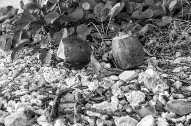 La Digue 'de hindistan cevizleri, Seyşeller.