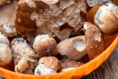 Orman hasadından toplanmış plastik bir konteynırda yeni toplanmış Porcini mantarları..