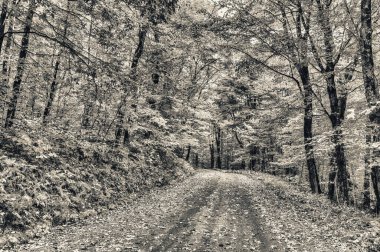 Yaprak mevsiminde sonbahar yaprakları, sonbahar renkleri.