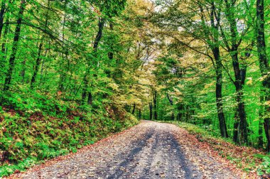 Yaprak mevsiminde sonbahar yaprakları, sonbahar renkleri.