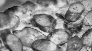 Taze pişmiş pizza sosisi eritilmiş peynirle sunuluyor ve zengin lezzetli malzemeler detaylıca sunuluyor, siyah ve beyaz görünüm.