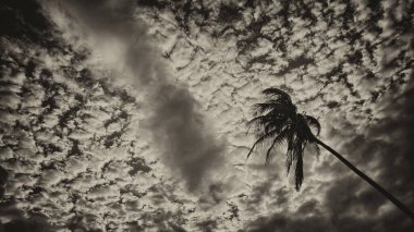 Avuç içi bulutlu gökyüzüne karşı, Karayipler.