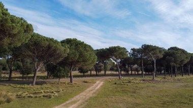 İtalya 'nın Pisa kentindeki San Rossore Doğal Parkı' nın yemyeşil ve kıyı şeridi manzarası.