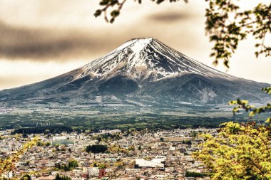 İkonik Fuji Dağı parlak bir bahar gününde açan dalların arasından görülüyor..