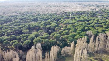 İtalya 'nın Pisa kentindeki San Rossore Doğal Parkı' nın yemyeşil ve kıyı şeridi manzarası.