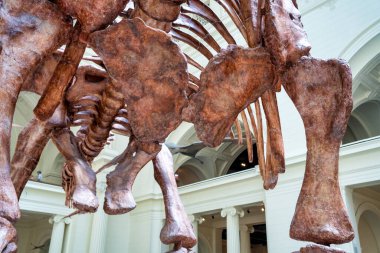 Chicago, IL - 25 Temmuz 2024: Dinozorlarla dolu Saha Müzesi.