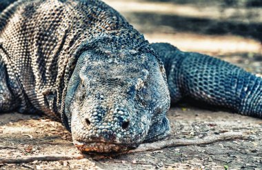 Komodo ejderhası Endonezya 'daki tropik ormanlarla çevrili Loh Liang Ulusal Parkı' nda dinleniyor..