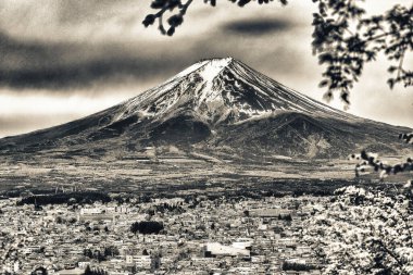 İkonik Fuji Dağı parlak bir bahar gününde açan dalların arasından görülüyor..