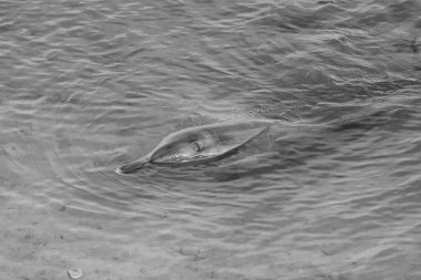 Batı Avustralya 'daki Maymun Mia' nın sığ kıyı sularında yunusların yakın çekimi..