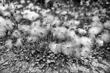 Taraxacum karahindiba çiçekli bahar manzarası Banff Ulusal Parkı 'ndaki açık alanda Kanada.
