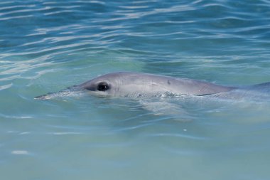 Batı Avustralya 'daki Maymun Mia' nın sığ kıyı sularında yunusların yakın çekimi..