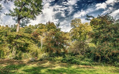 Central Park 'ın Muhteşem Sonbahar Yeşilliği, Sonbahar Renklerinin Manzarası.