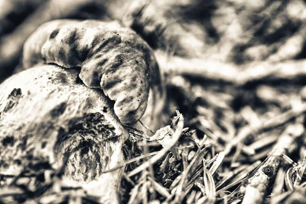 Genç boletus mantarı çimler ve doğal orman ışığı arasında orman zemininden çıkıyor..