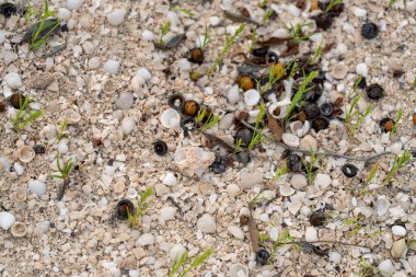 Hamelin Havuzu kıyısı. Bulutlu bir günde soluk doğal renklerle kaplı..