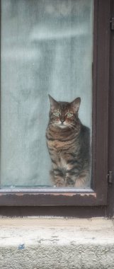 Pencereye bakan güzel kedi.