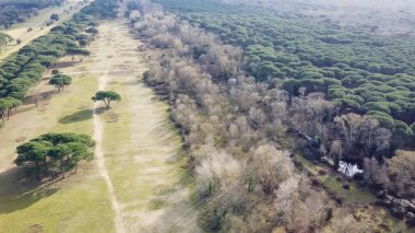 İtalya 'nın Pisa kentindeki San Rossore Doğal Parkı' nın yemyeşil ve kıyı şeridi manzarası.