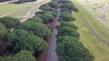 Pisa 'daki San Rossore Parkı' nın çarpıcı insansız hava aracı görüntüleri. Ormanlar ve kıvrımlı nehirler..