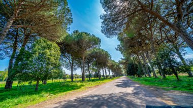 San Rossore Parkı 'nda yemyeşil ve ağaçlarla çevrili bir araba yolculuğu..