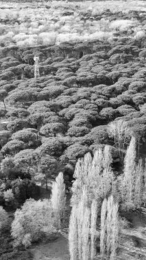 San Rossore 'ın Toskana, İtalya' daki panoramik hava manzarası, bozulmamış doğa ve vahşi yaşam.