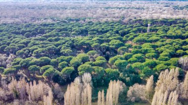 San Rossore 'ın panoramik hava manzarası, Pisa, uçsuz bucaksız doğa ve kıyı güzelliğiyle.