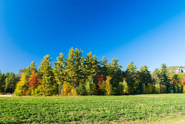 Красивые цвета листвы Новой Англии — стоковое фото