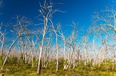Parkta güzel çıplak ağaçlar