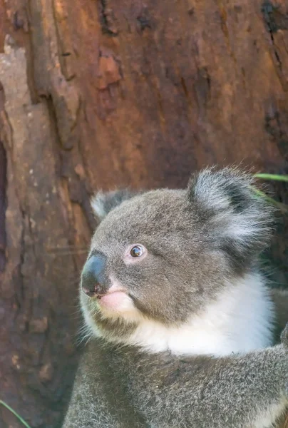 Koala a Cape Otway, Australia — Foto Stock