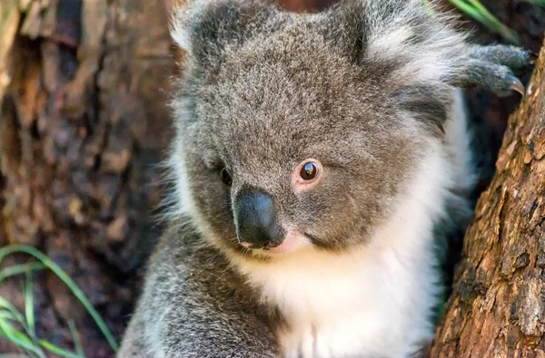Koala w Cape Otway, Wielka Brytania — Zdjęcie stockowe