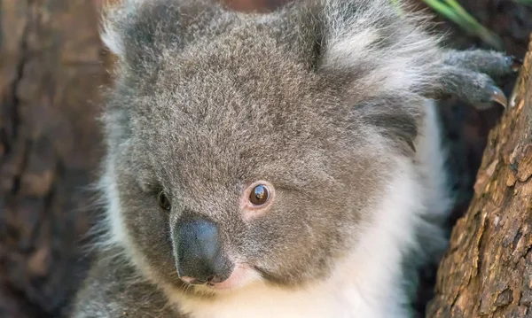 Koala w Cape Otway, Wielka Brytania — Zdjęcie stockowe