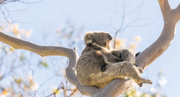 Koala family on ree — Stock Photo, Image