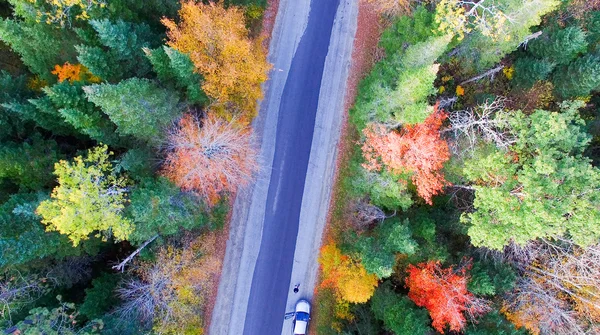 Campo colorido de árvores no lado de uma montanha durante o outono fo — Fotografia de Stock
