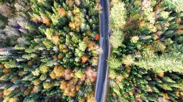 Vue aérienne de la forêt d'automne — Photo