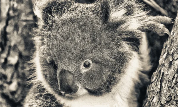 Koala on eucalyptus tree — Stock Photo, Image