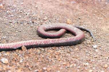Zehirli yılan yolda