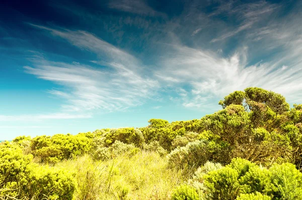 Schöne grüne Pflanzen gegen blauen Himmel — Stockfoto